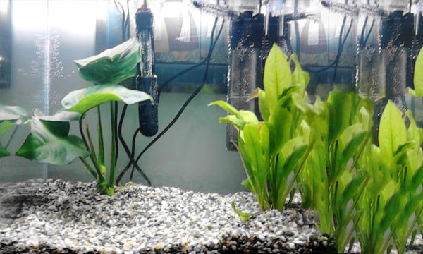 best aquarium heater