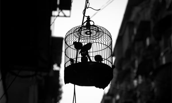 10 Best Bird Cages featured image