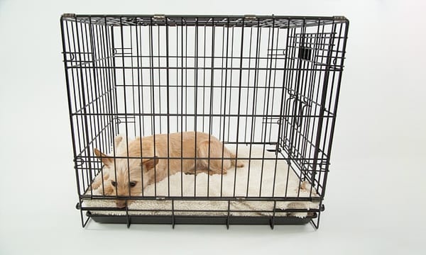 best dog crate
