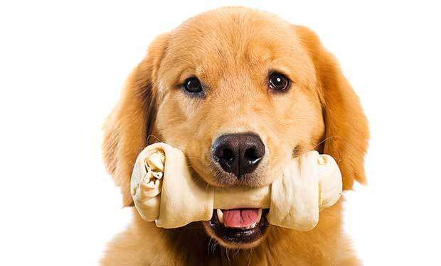 best bones for dogs