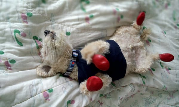 10 Best Dog Boots featured image