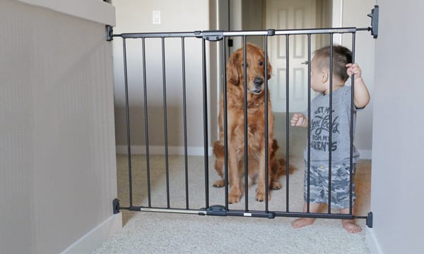 best dog gates