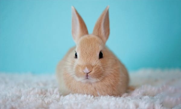 best toys for rabbits