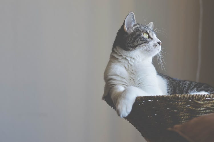 cat sitting in a high basket looking to the left