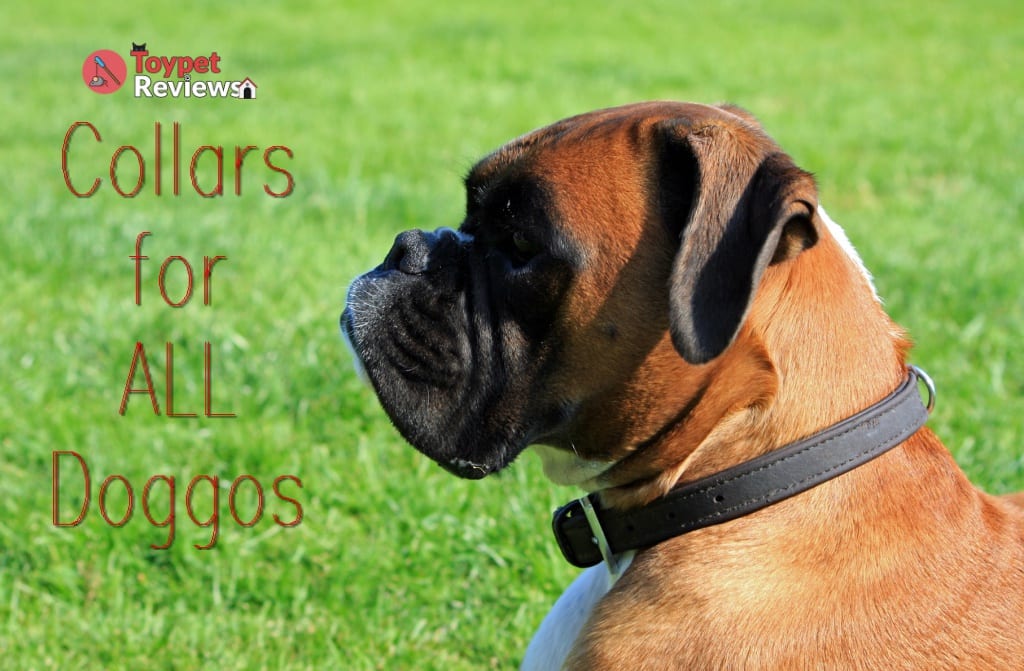 dog wearing dog collar