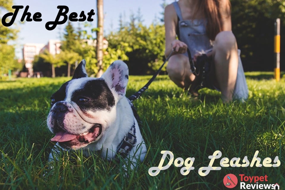 dog in leash in grass