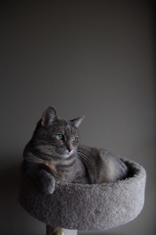 grey cat sitting in a grey condo
