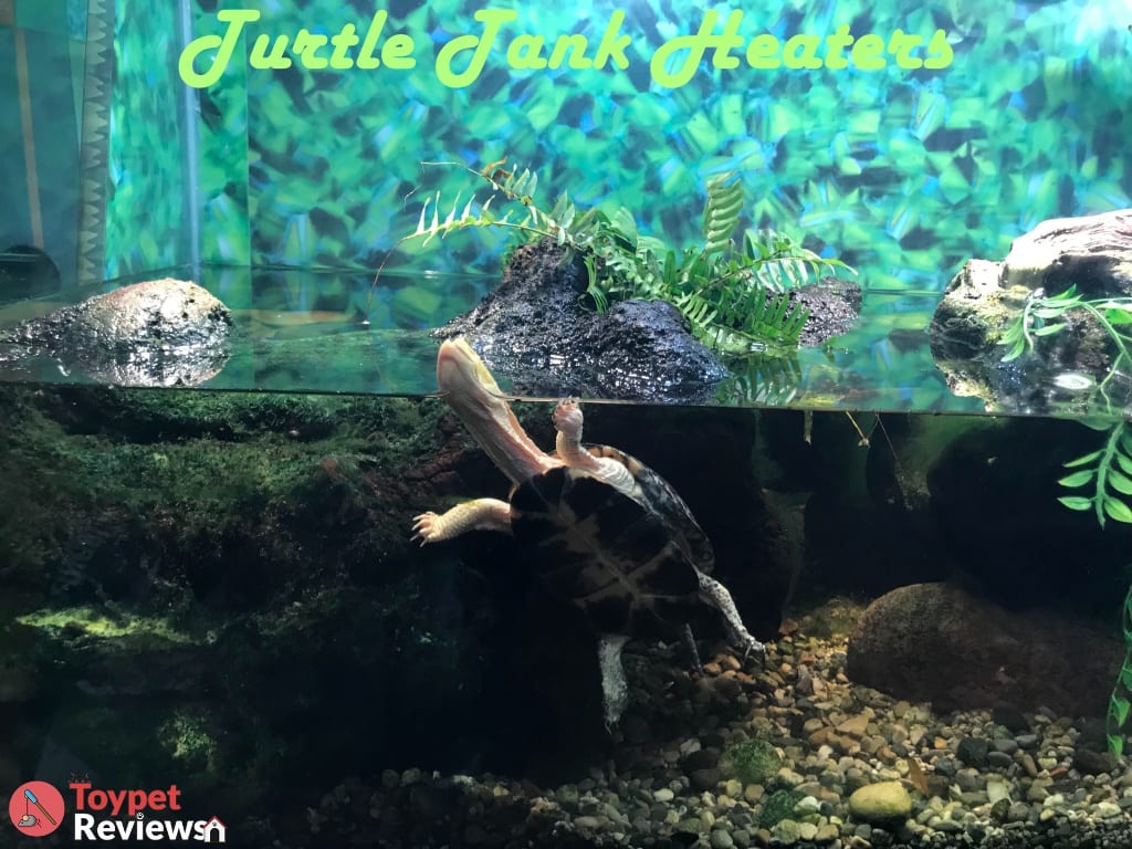 turtle-aquarium