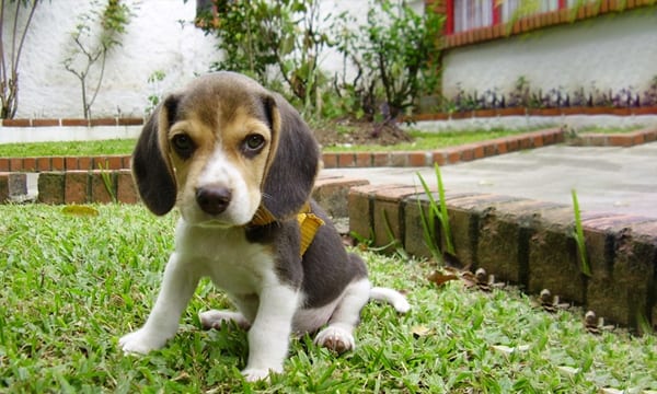 best dog toys for beagles