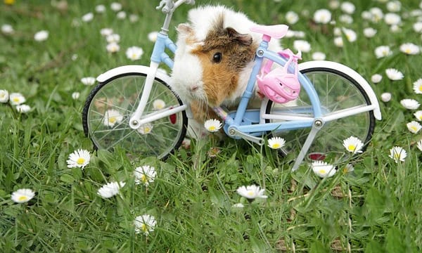 Best Guinea Pig Toys