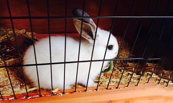 Best Indoor Rabbit Hutches Pens and Cages