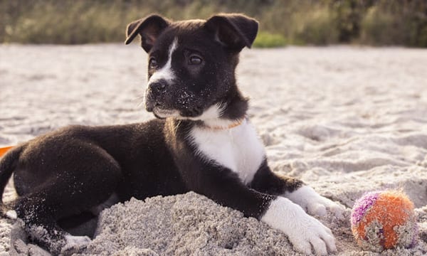 best puzzle toys for dogs