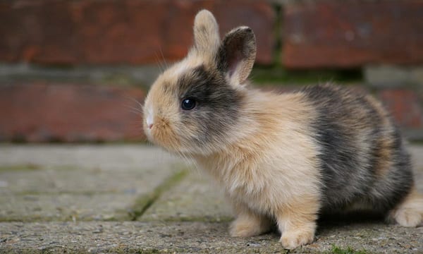 best tunnel tube toys for rabbits