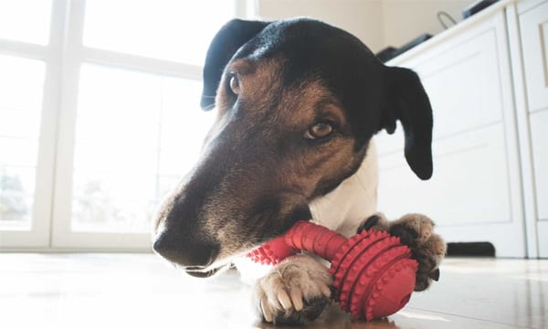 dog chewing on a toy