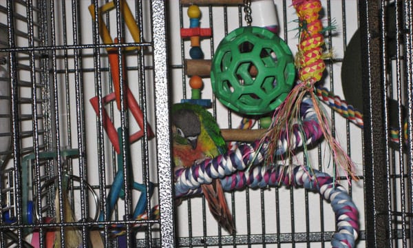 Best Foraging toys for birds