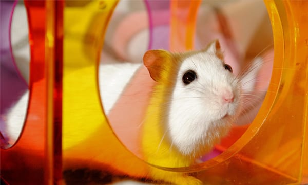 Best Hamster Balls