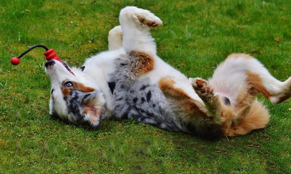 Top Indestructible dog toys