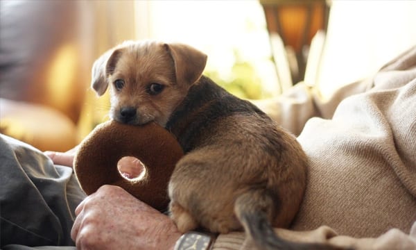 Top interactive dog toys