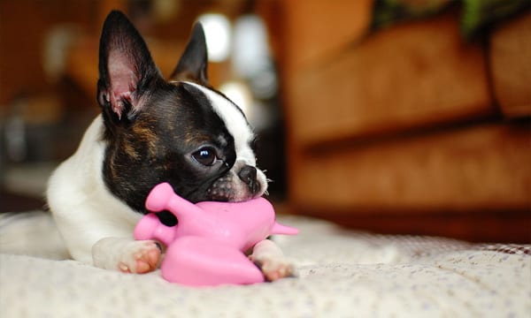 Top Squeaky dog toys