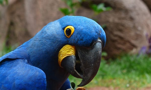 11 best rope toys for birds