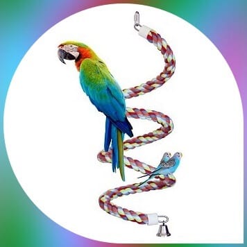 parakeet on kintor rope swing toy 