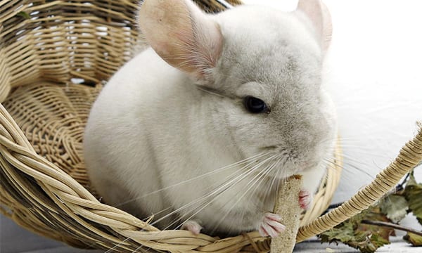 Best Chinchilla Toys
