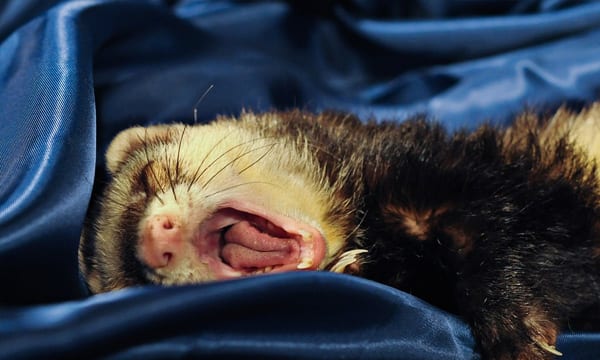 Best Ferret Toys
