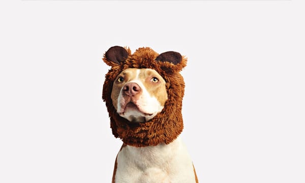 Pitbull Chew Toys