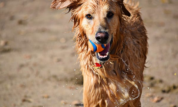 Best Rubber Dog Toys