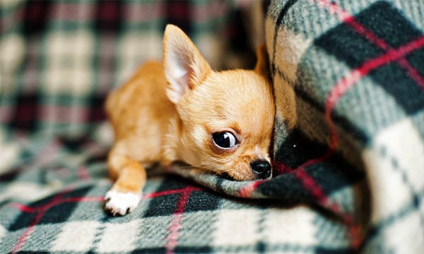Best Toys for Chihuahuas