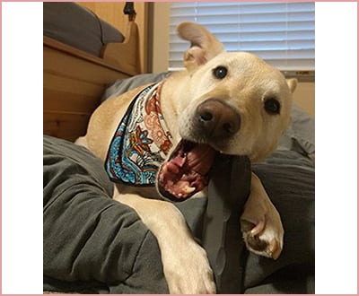 Indestructibone XL Plus Pitbull Chew Toys
