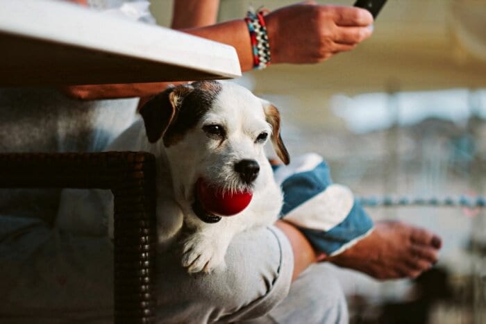 white dog with ball in mouth 