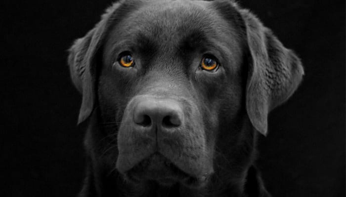 Dealing with Pet Loss: A Time for Grief, Recovery, and Social Support