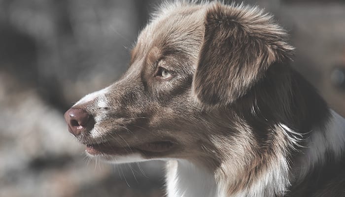 Dealing with Pet Loss: A Time for Grief, Recovery, and Social Support