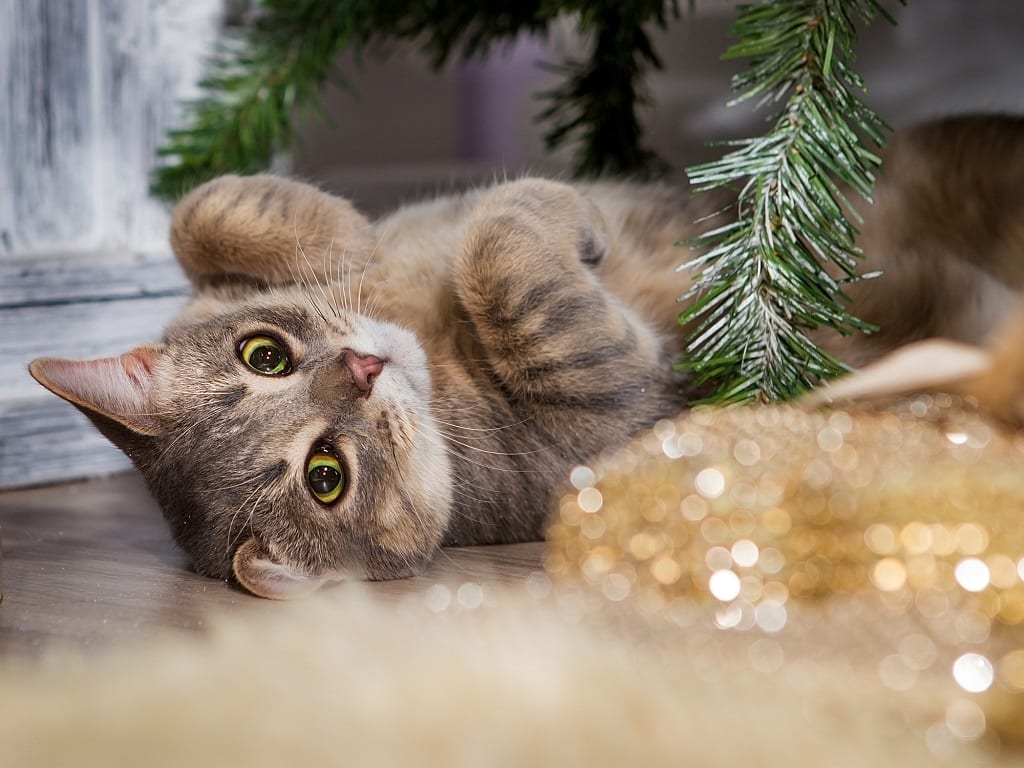 small kitten under an evergreen tree