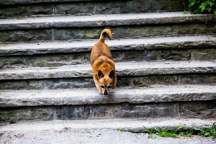 dog running down stone stairs