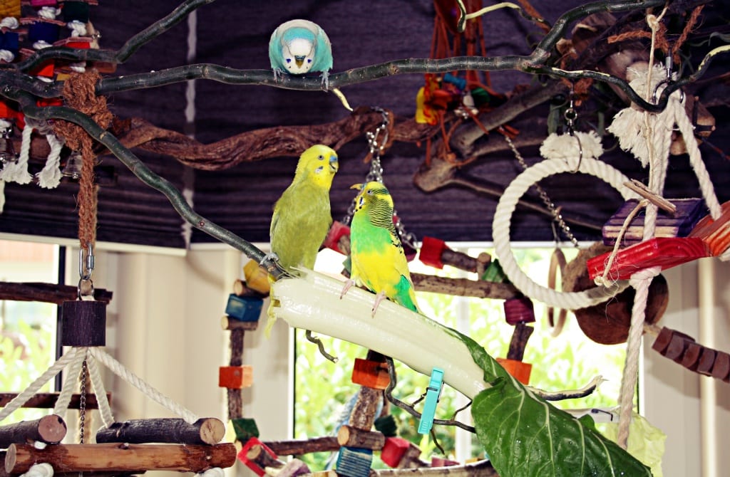 parrot-toys