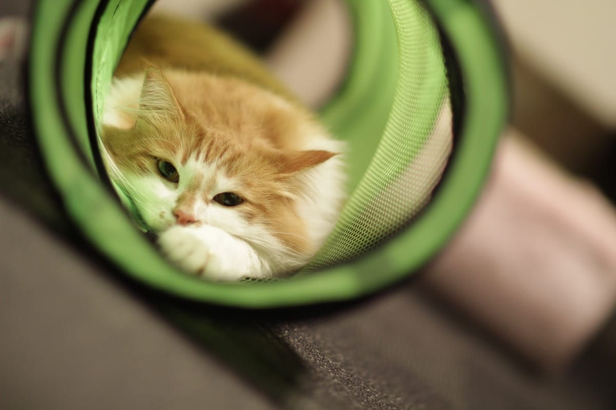cat in cat tunnel