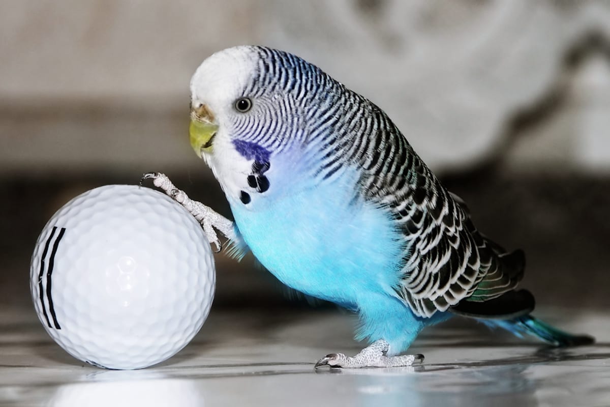 parakeet budgie with golf ball