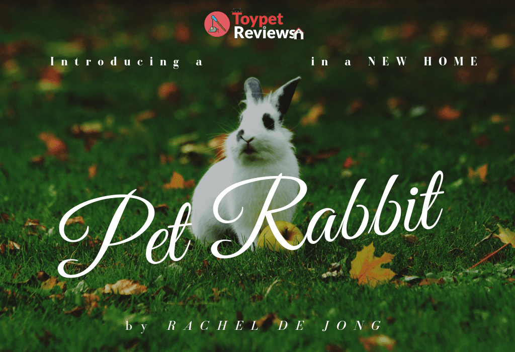 pet rabbit in the grass