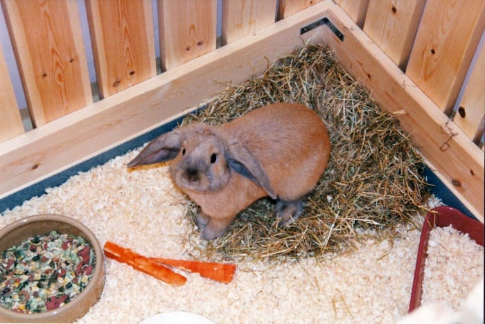 closeup on pet rabbit in pen