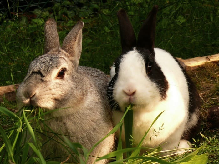 two pet rabbits eating greens 