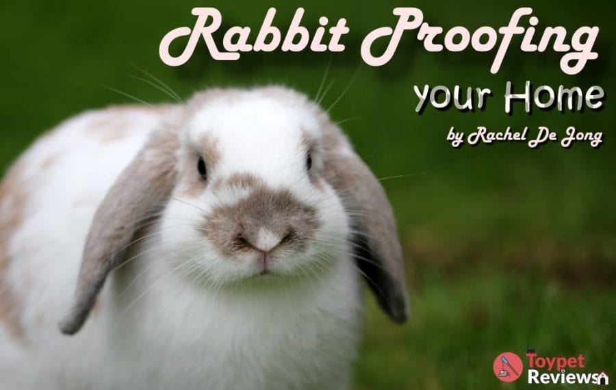rabbit with long ears and text