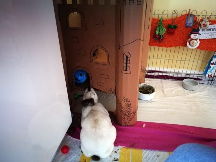 speedy looking at his paper castle