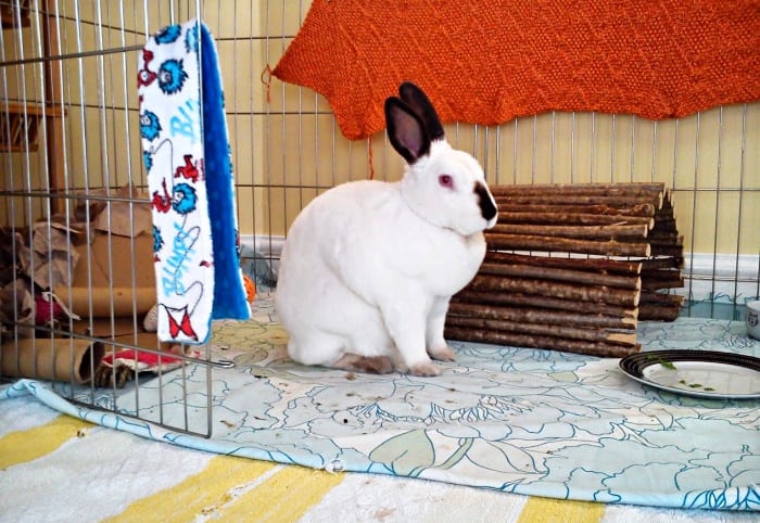 pet rabbit in a xpen 