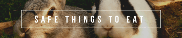 safe rabbiy food banner 