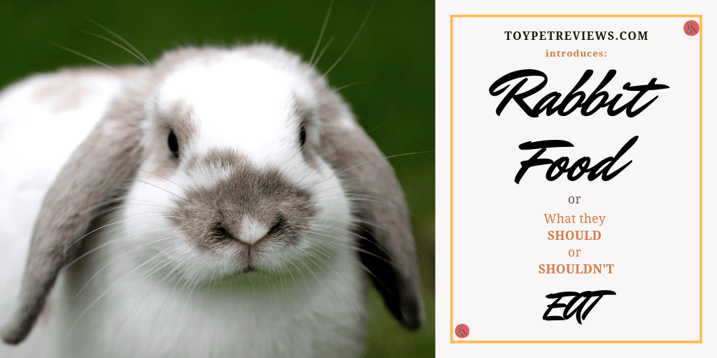 rabbit beside announcement about rabbit food