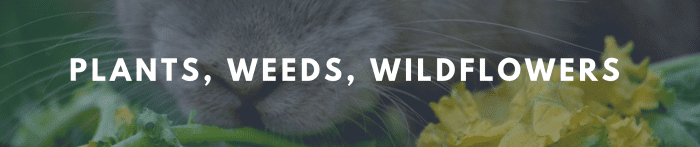rabbit munching on wildflower banner 