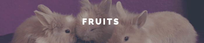 bunnies banner 