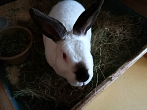speedy the rabbit